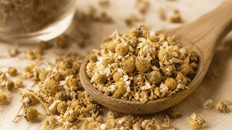 Loose dried German chamomile flowers used for herbal sleep tea